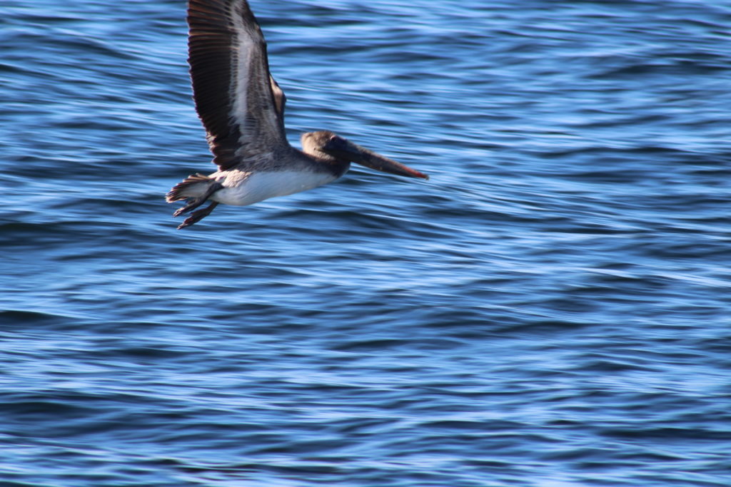 Flying over the Sea of Cortez