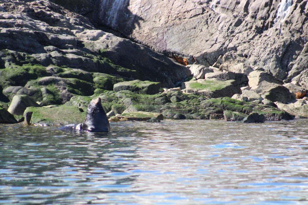 Sea lion close to the shore