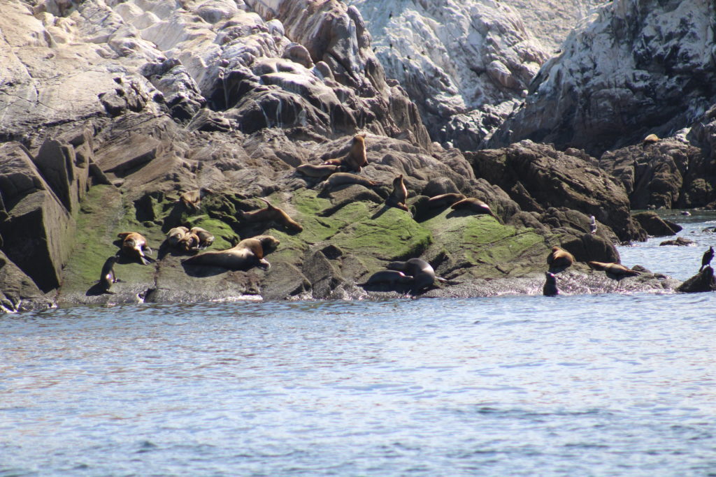 Sea lions colony near Puerto Peñasco