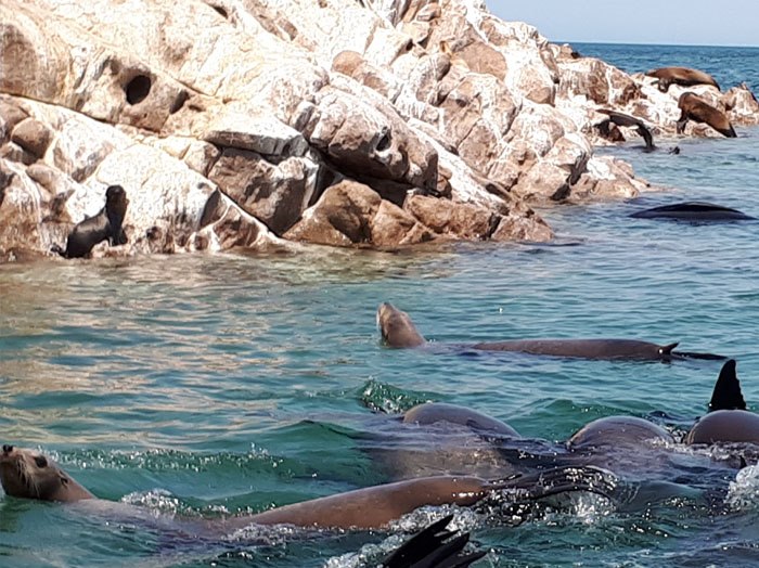 Sea lions at Bird Island